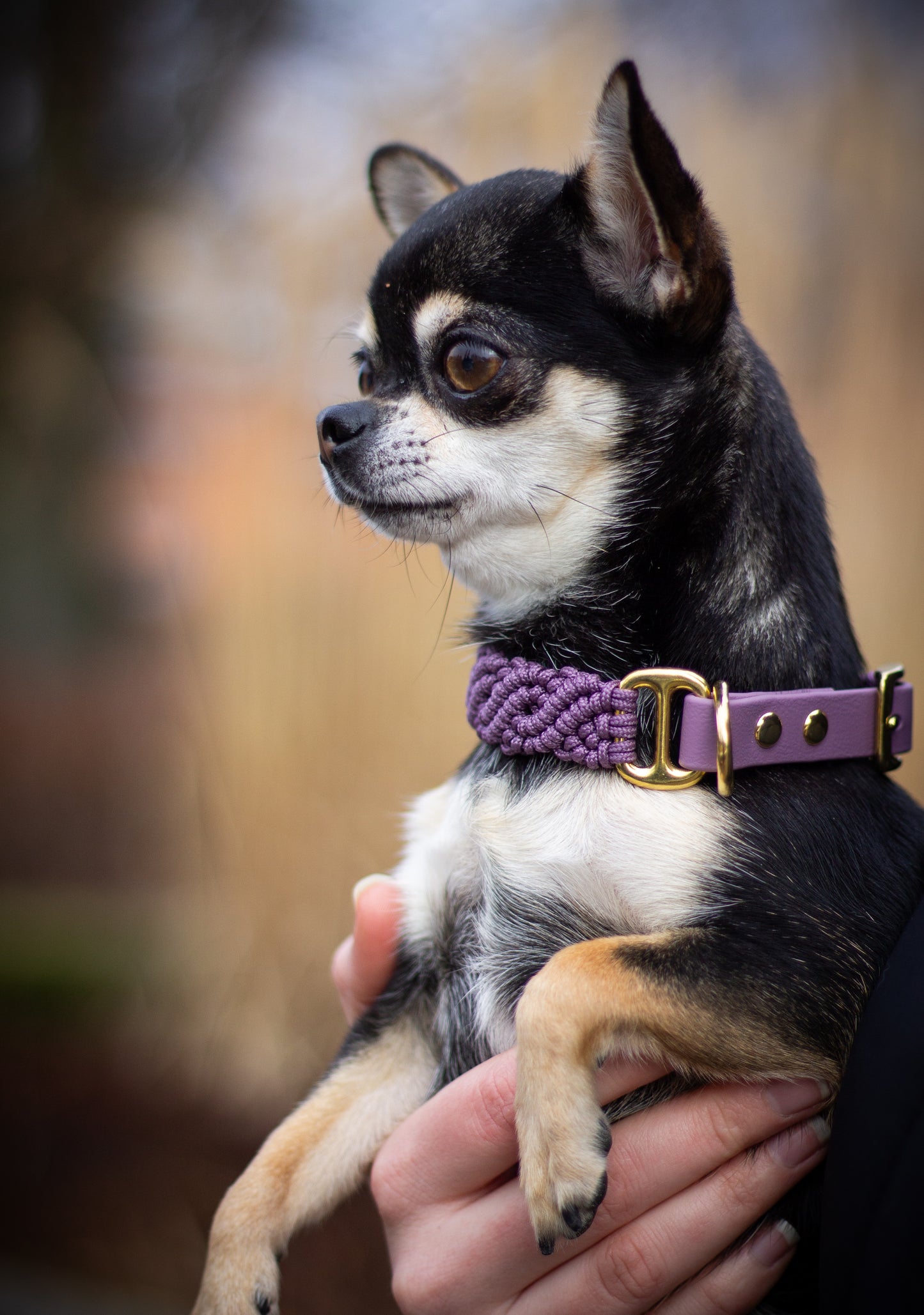 Mauve