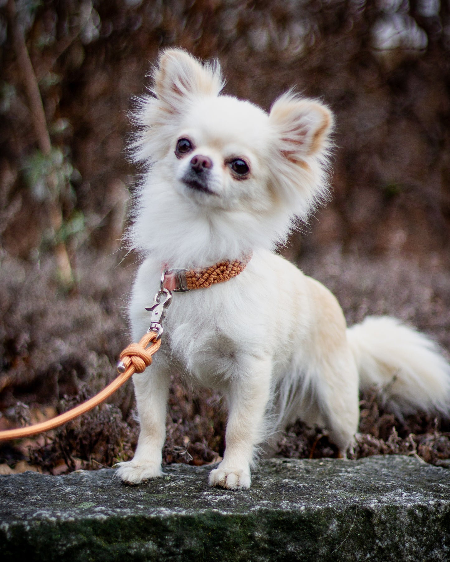 Collar - Beige