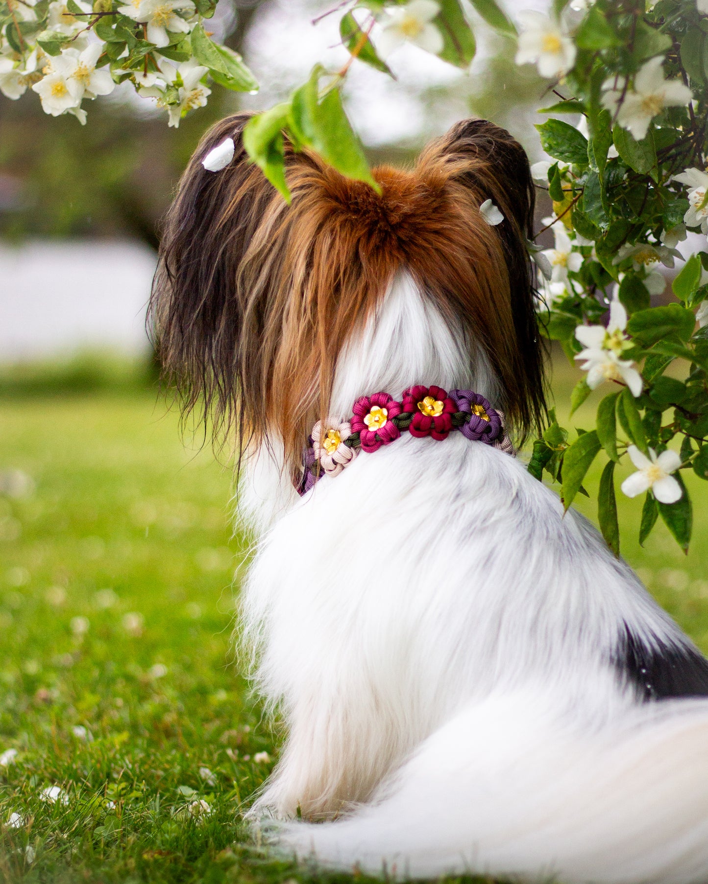 Collar - Hazelnut Brown