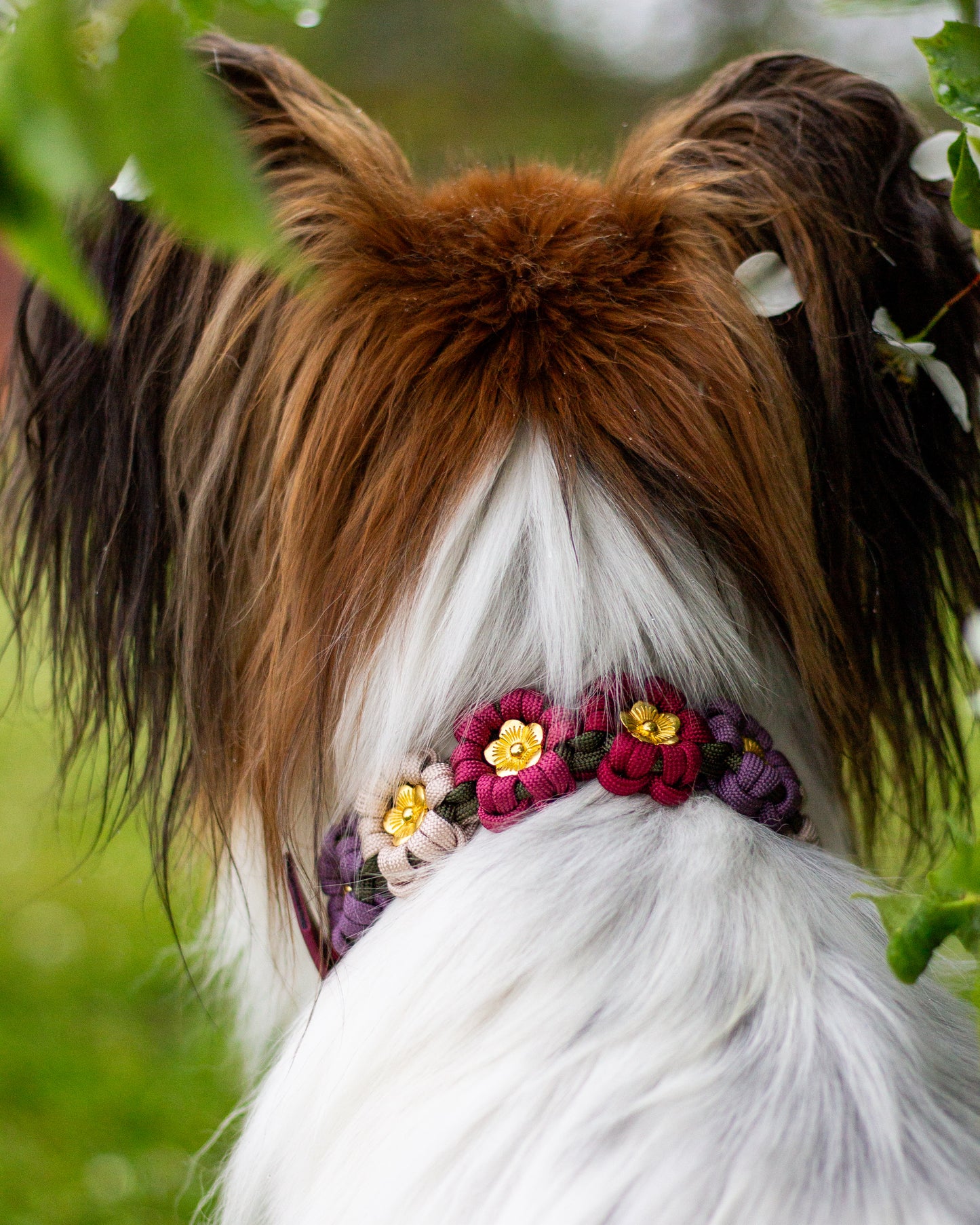 Collar - Hazelnut Brown