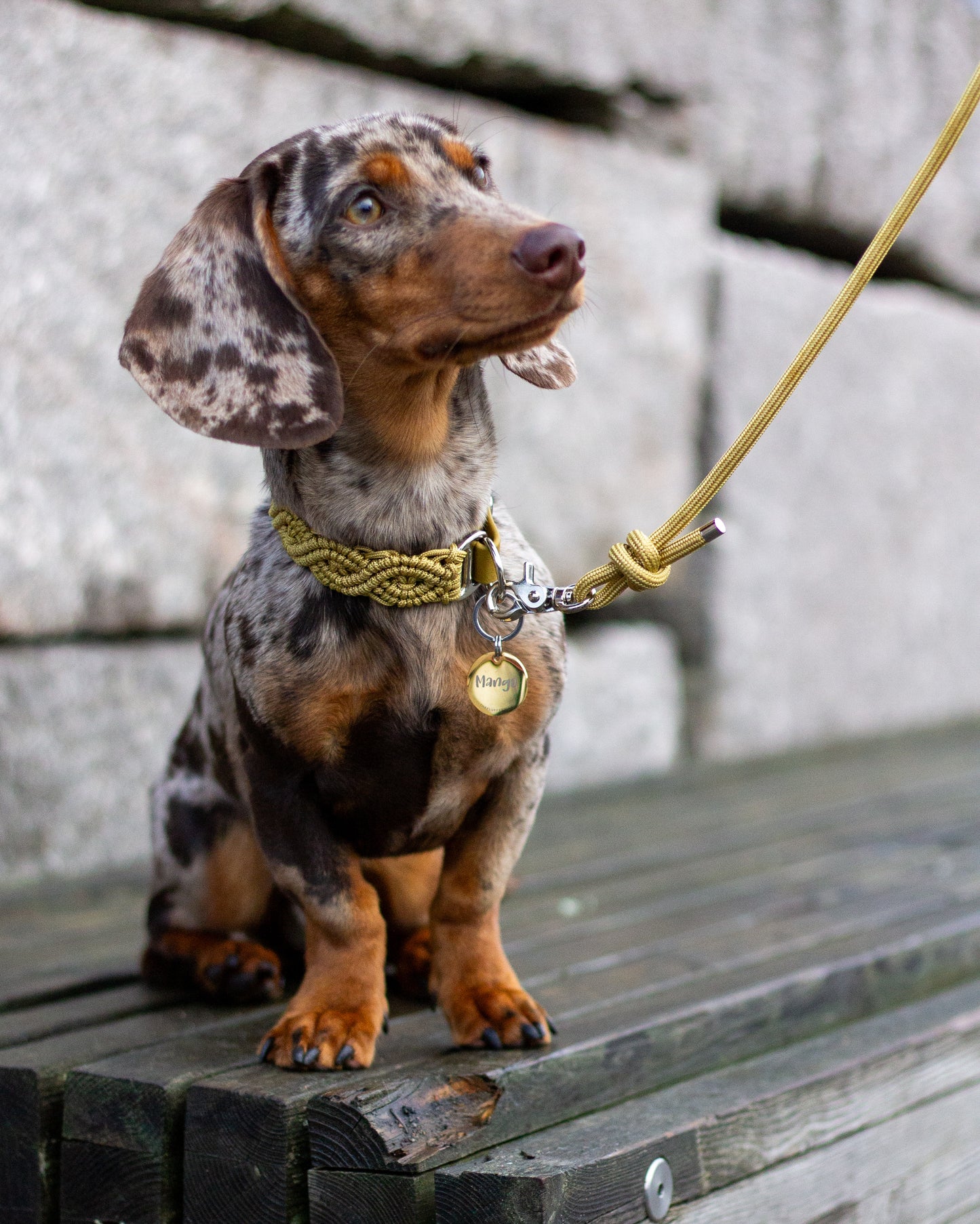 Collar - Light Gold