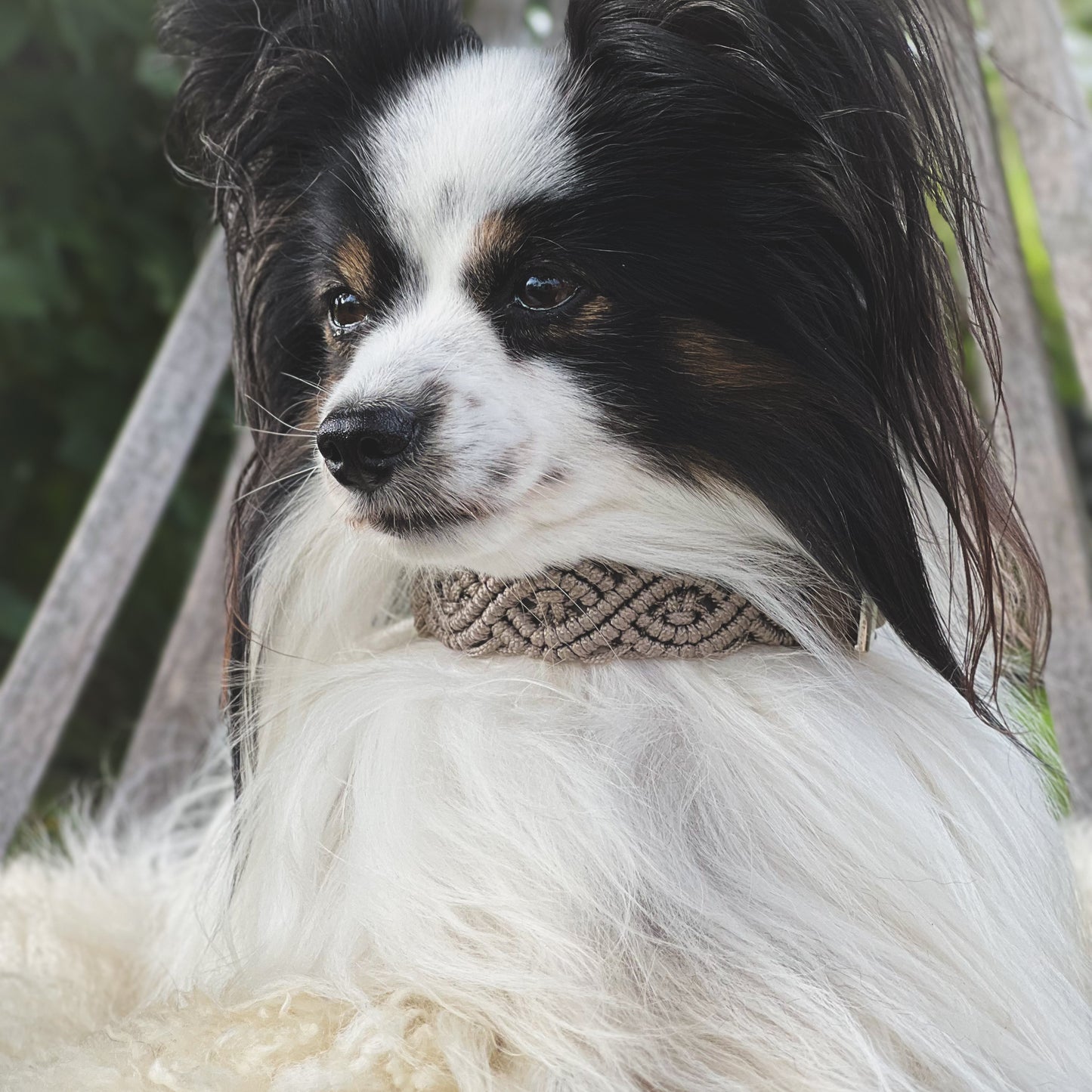 Halsband - Tan