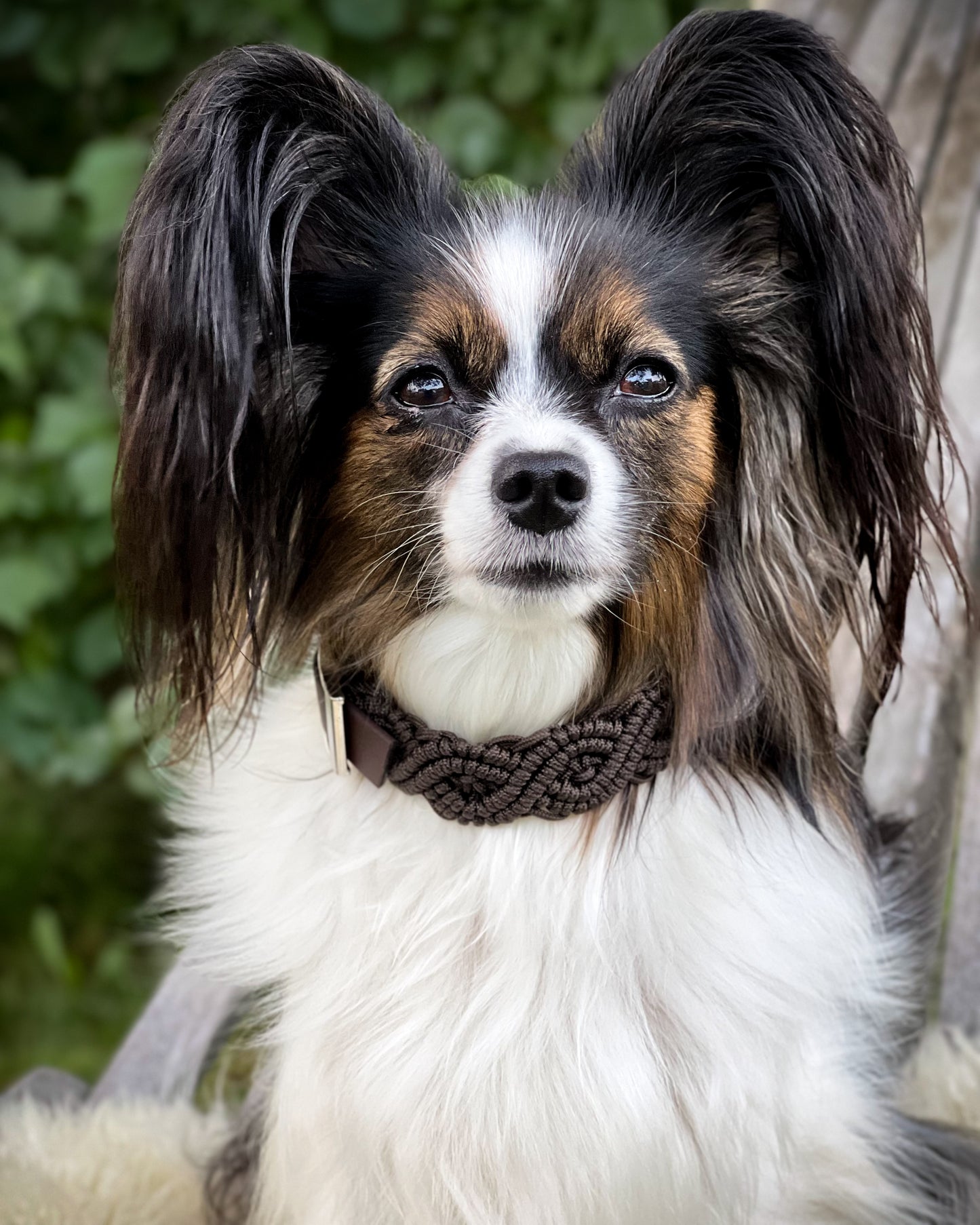 Collar - Dark Brown