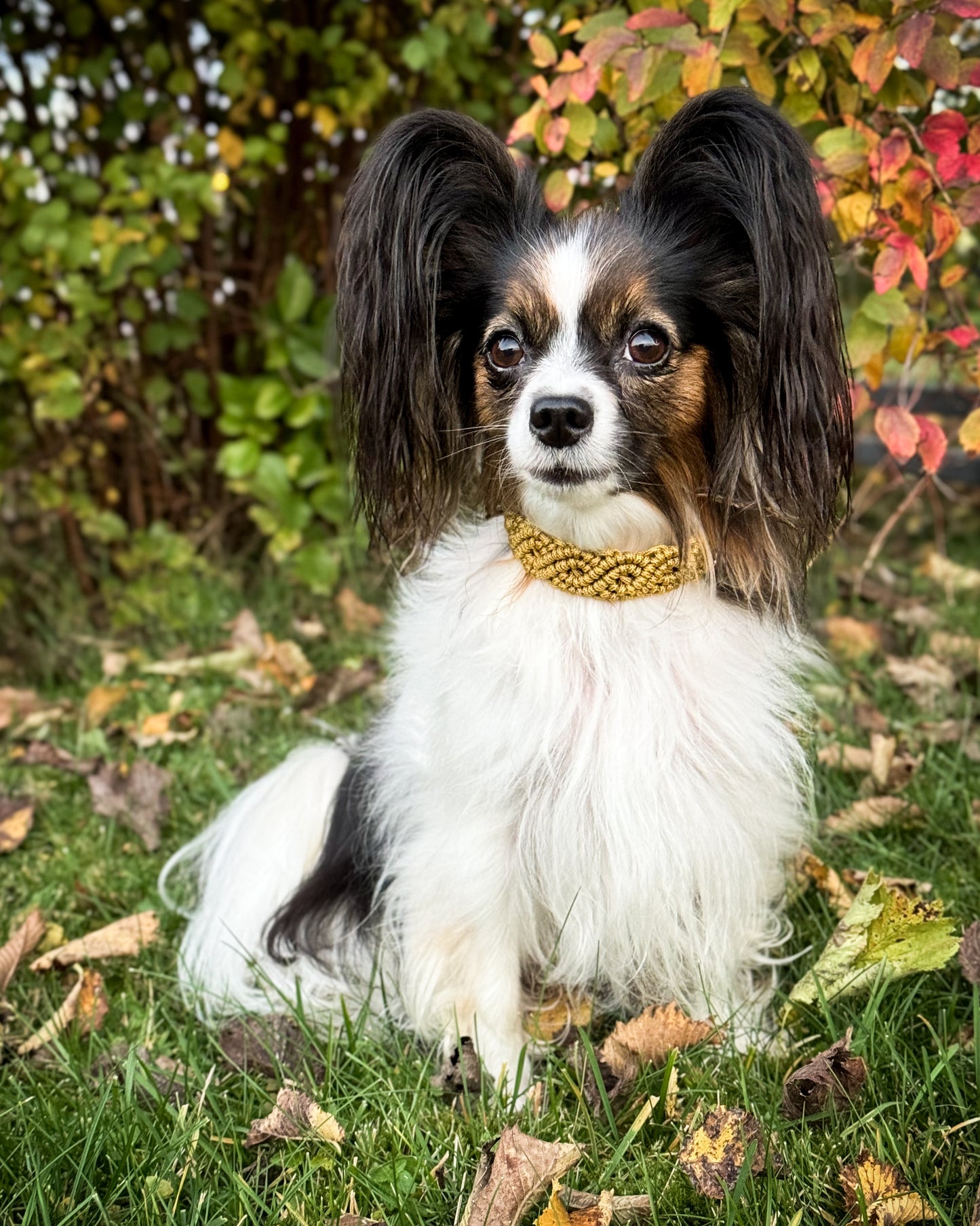 Collar - Light Gold
