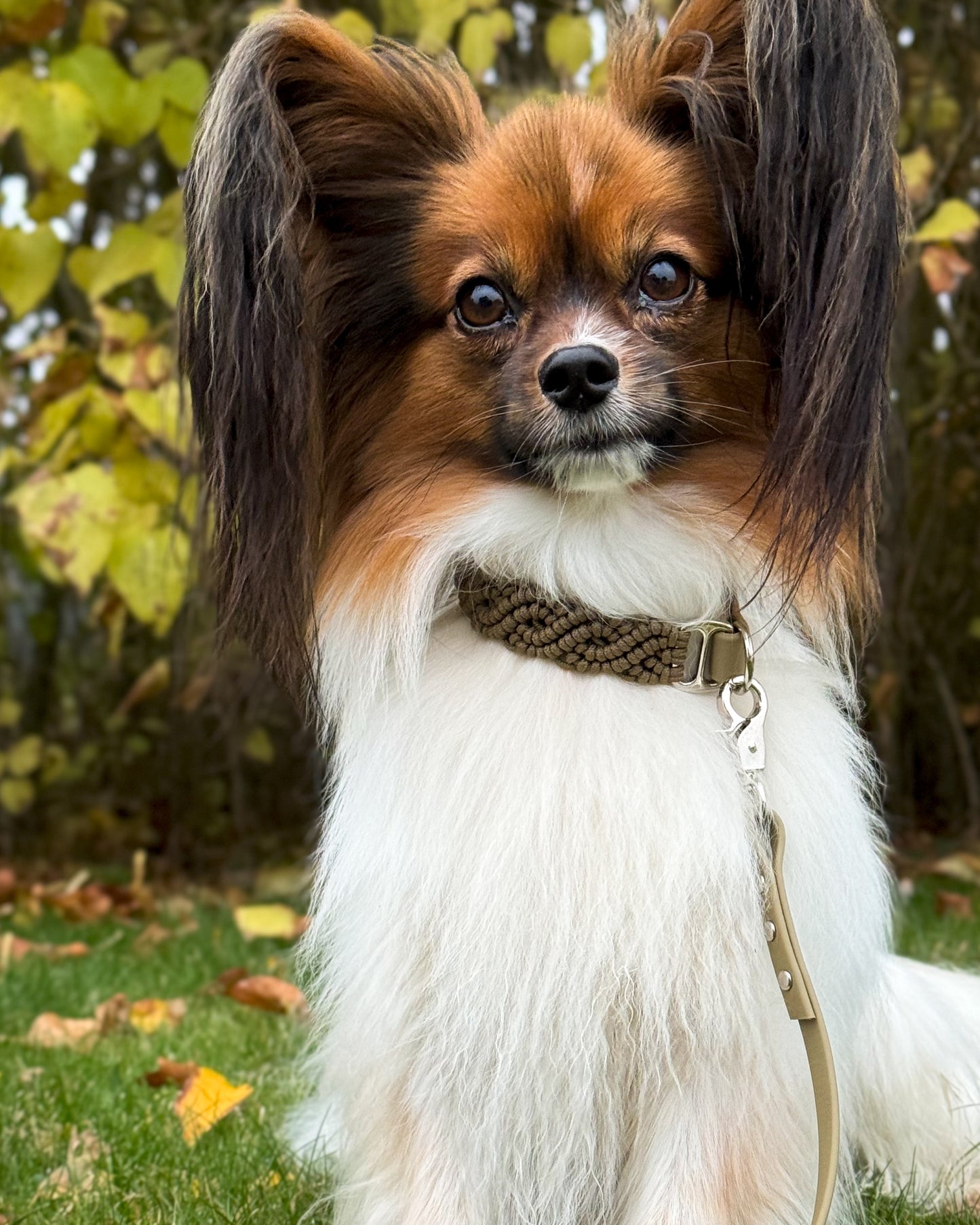 Collar - Taupe