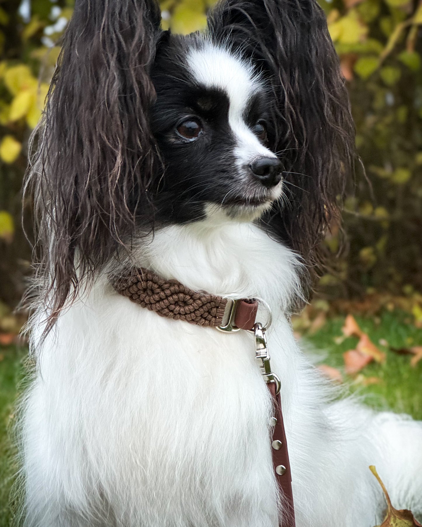 Collar - Hazelnut Brown